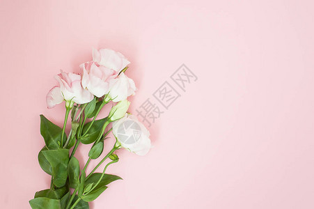 粉色面粉背景上的粉红玫瑰花平底顶视图图片