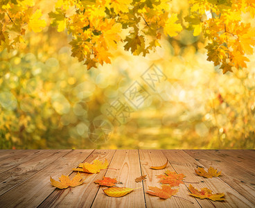 秋天背景上的枫叶图片