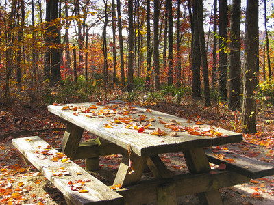 秋天森林里的木制野餐桌图片