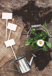 园艺工具铲子耙子喷壶水桶植物药片花盆里的花雏菊图片
