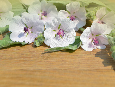 木桌上的花朵和叶子马什锦葵图片