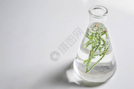 浅色背景中带植物的玻璃瓶图片