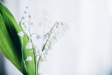 铃兰花束图片