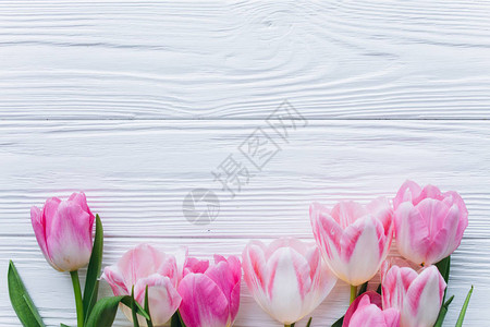 白色木制背景上新鲜粉红色郁金香的边框图片