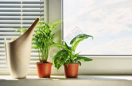 窗台上花盆里的观赏植物图片