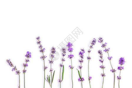 白色背景上新鲜的熏衣草花紫菜花装图片