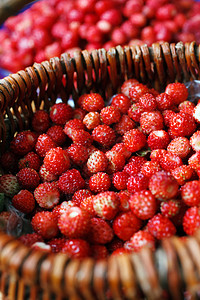 新鲜成熟的野生草莓放在木制图片