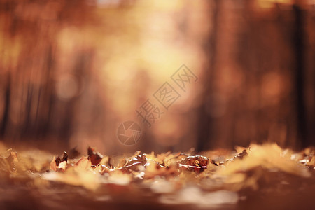 公园里的秋叶背景图片
