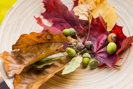 蔓越梅秋天的水果背景秋季感恩节时令水果装饰南瓜五颜六色的叶子栗子橡子罗文和蔓越桔背景