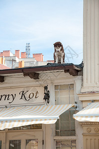狗在屋顶上看过路人背景图片