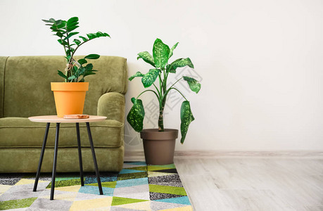 沙发和植物的起居室内图片