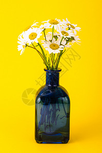 防治结核病日花瓶里的小束白色雏菊工作室照片背景