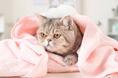 在美容院洗完澡的可爱逗猫图片