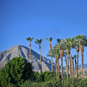 南加州棕榈泉的美景图片