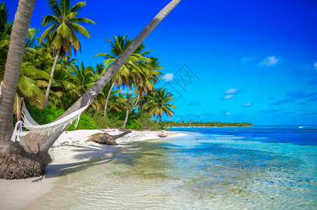 热带天堂热带岛屿海边棕榈树之间的H图片