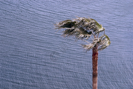 海面上的棕榈树被强风吹起涟漪背景图片