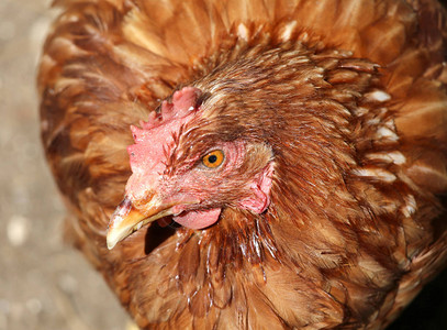 棕色羽毛和橙色大眼睛的养鸡者肖像背景图片