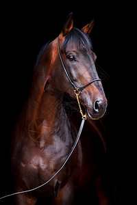 BrownTrakehner的马头被黑色背高清图片