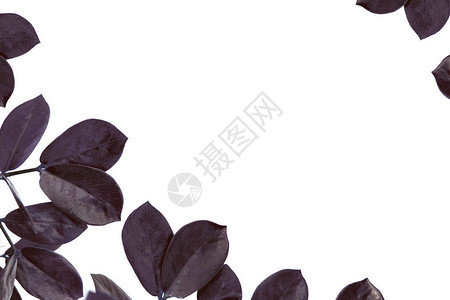 白与复制空间隔绝的树叶背景图片