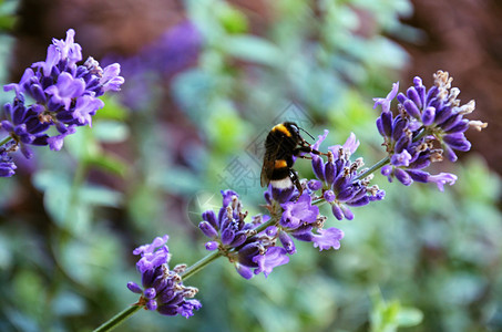 紫香花图片