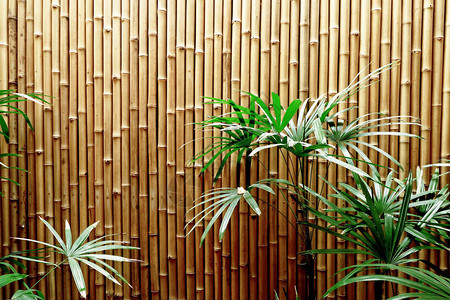 天然竹篱笆纹理背景背景图片