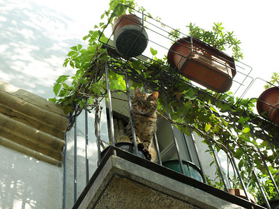 有一只猫俯视的老阳台图片