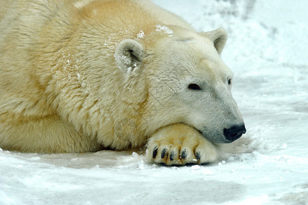 北极熊在冬天到图片