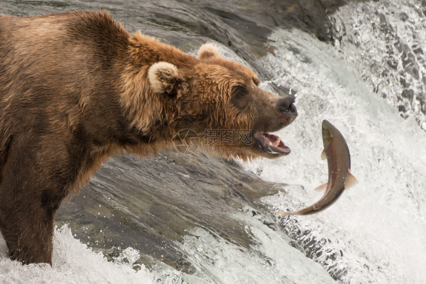 一只棕熊张着嘴盯着即将在阿拉斯加布鲁克斯捕捉的鲑鱼这条鱼离它的嘴图片