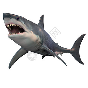 大白鲨可以长到8米或26英尺以上设计图片