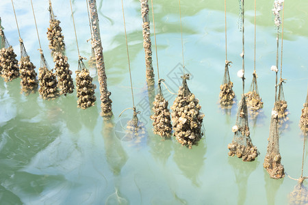 海中的牡蛎养殖场图片