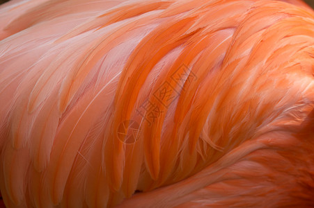 粉红色火烈鸟的羽毛特写图片