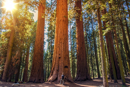 Sequoia对男人巨人Sequias森林和旅行图片