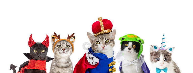 猫在国王万圣节服装图片