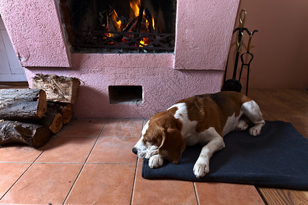 狗在温暖的壁炉旁休息图片