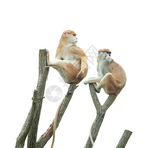 两只猴子坐在动物图片