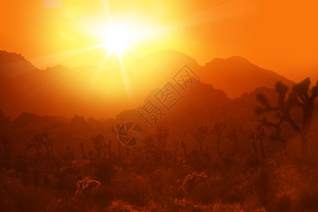 加州沙漠热美国加利福尼亚州约书亚公图片