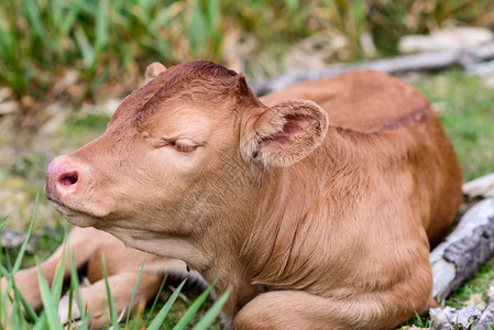 西班牙农场上的棕色小牛犊背景