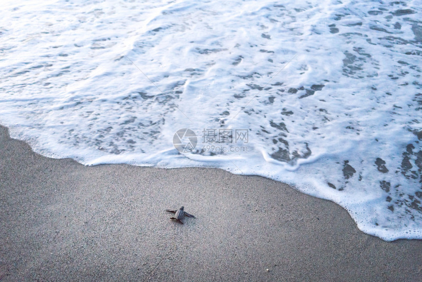 特里尼达特立尼达和多巴哥海滩边爬到海面的皮革龟图片