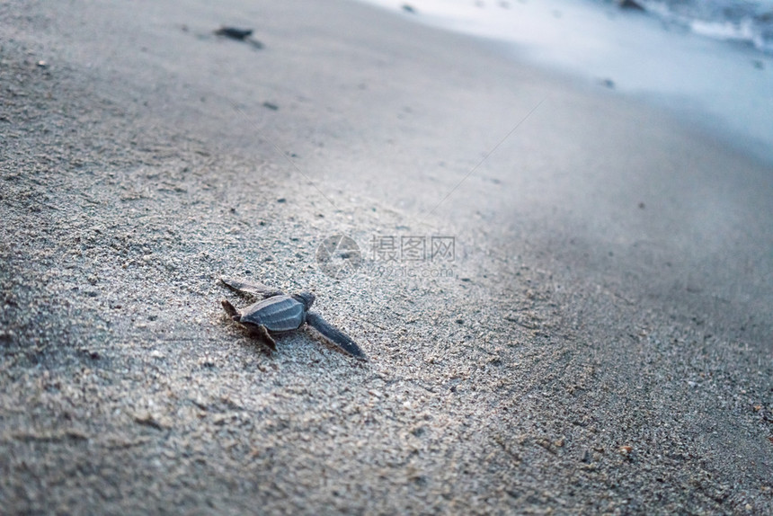 特里尼达特立尼达和多巴哥海滩边爬到海面的皮革龟图片