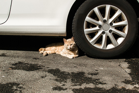 躺在汽车轮旁的猫图片