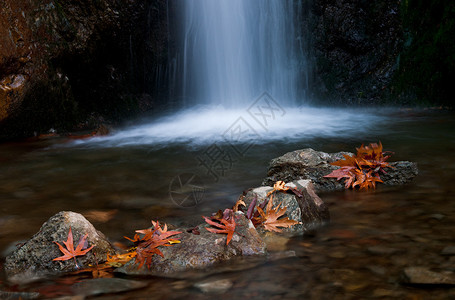 瀑布包括岩石和叶子图片