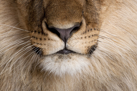 狮子鼻和胡须的近缝豹列图片