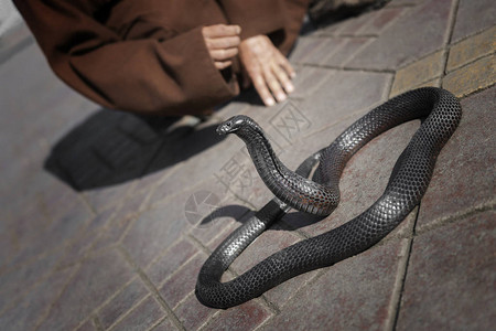 摩洛哥马拉喀什DjemaaelFna的黑色眼镜蛇图片