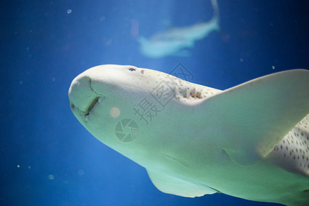 在水族馆的斑马鲨Stegostomafasc背景图片