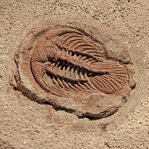 三叶虫甲龟化石图片