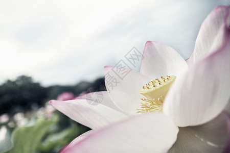 粉红色莲花特写镜头图片