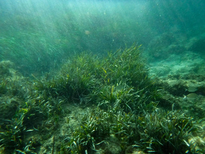 海水底藻在海洋中有图片