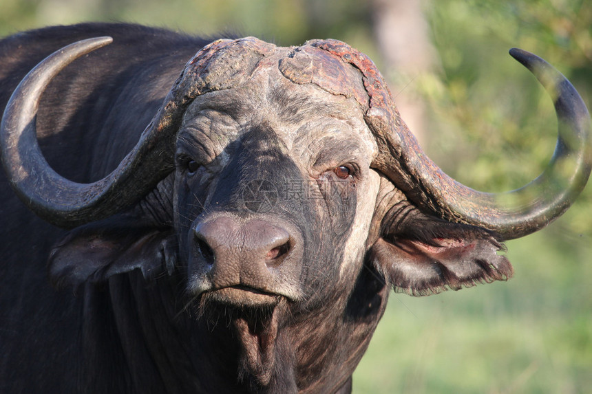 非洲水牛东开普省南非水牛非洲图片