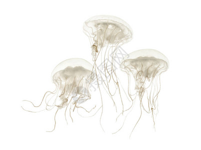 圆盘水母背景图片