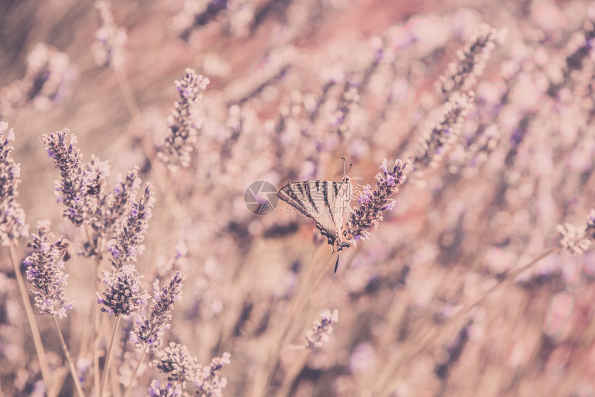 在布希拉凡德的蝴蝶以选择聚焦方式过图片